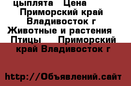 цыплята › Цена ­ 140 - Приморский край, Владивосток г. Животные и растения » Птицы   . Приморский край,Владивосток г.